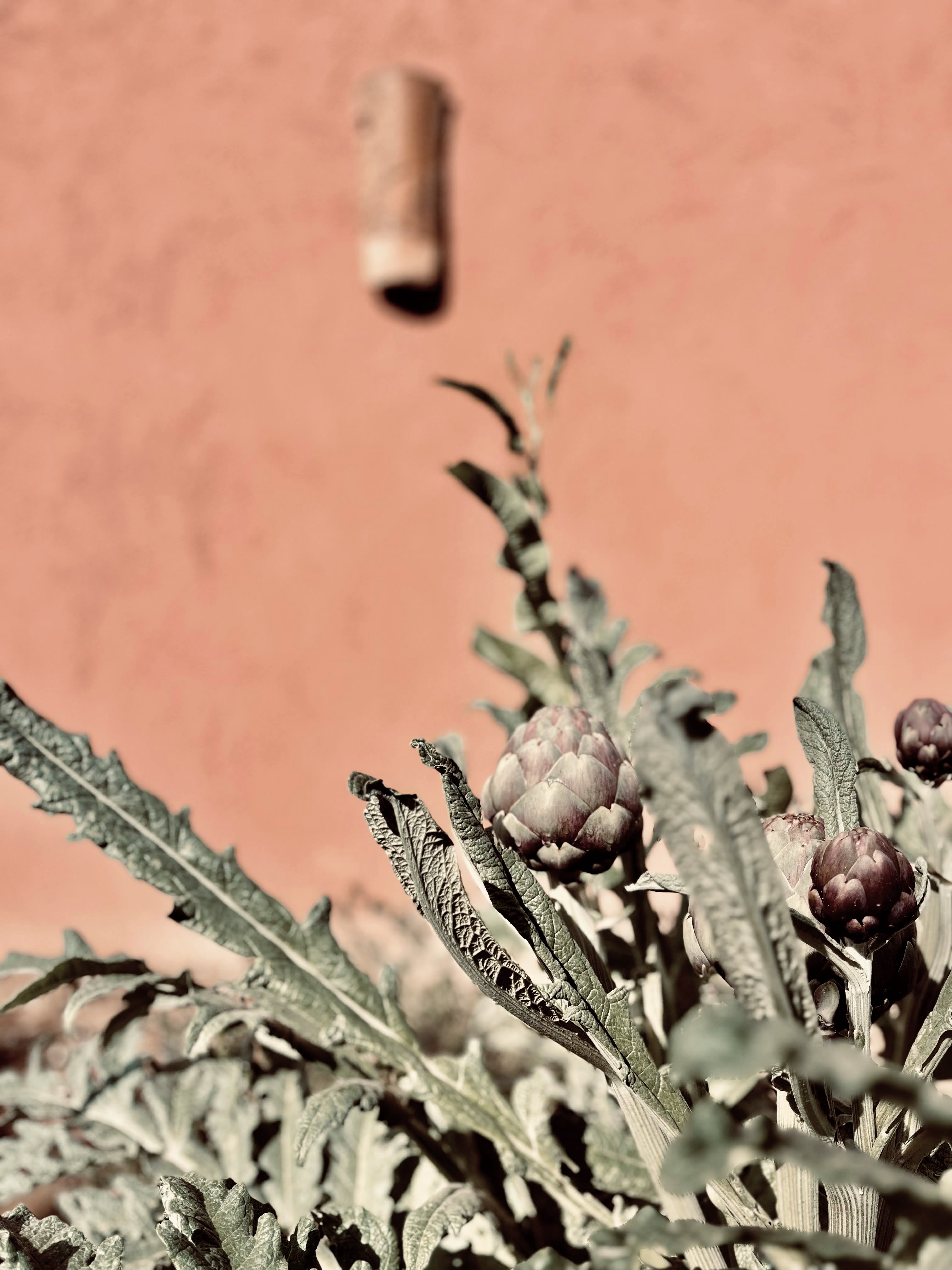 The Garden at Toile Blanche