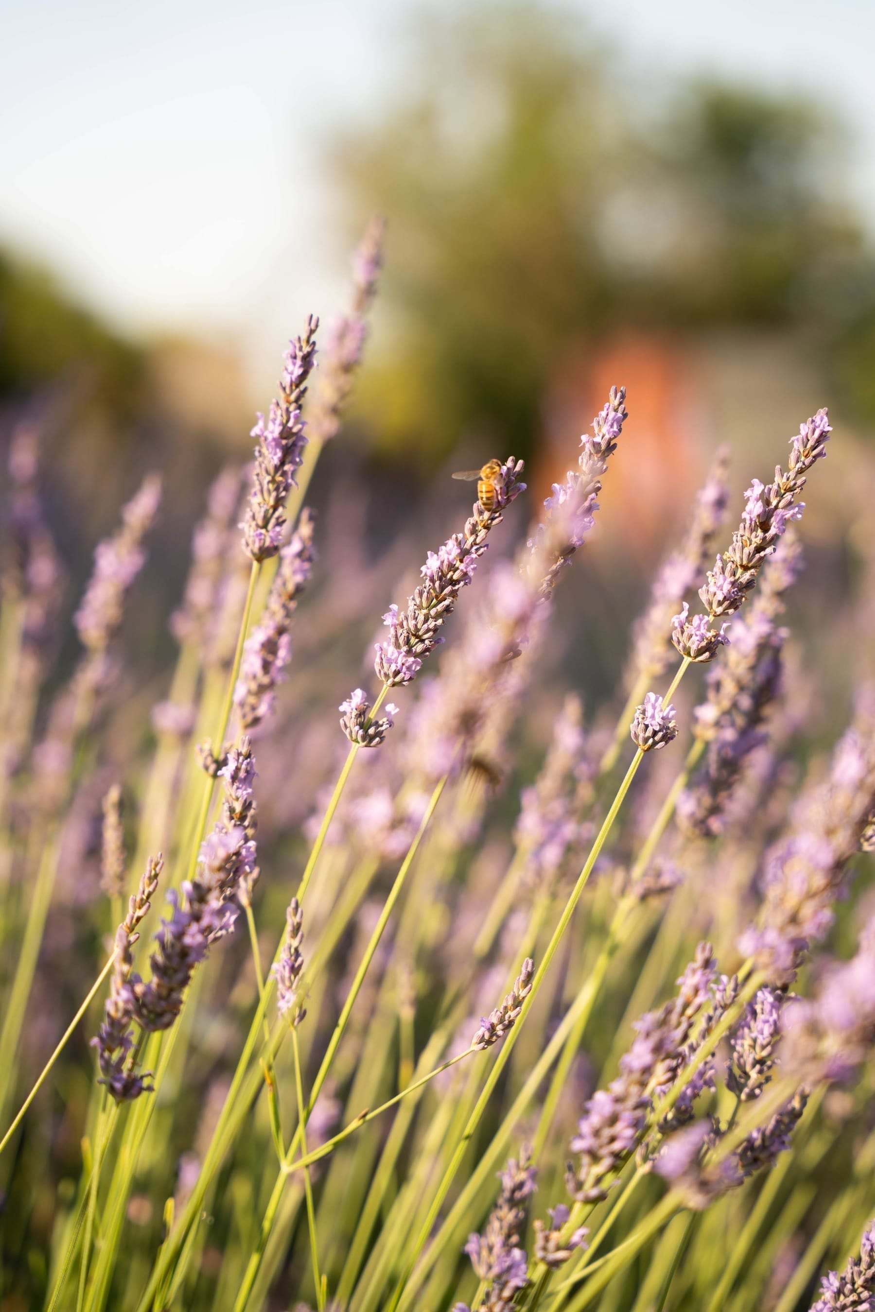 Atmosphere at Toile Blanche